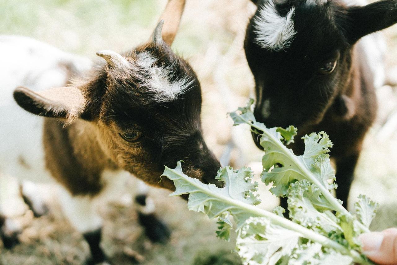 Вилла Humus Farm Aguas de Moura Экстерьер фото